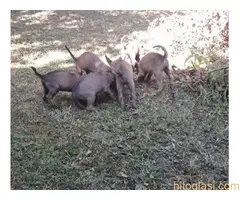 Belgijski ovcar Malinoa, stenci - 6