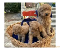 Crvene pudle štenci - 2