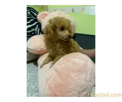 Pudla crveni stneci - 2