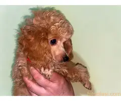 Pudla crveni stneci - 3