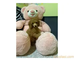 Pudla crveni stneci - 4