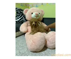 Pudla crveni stneci - 5