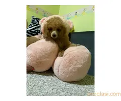 Pudla crveni stneci - 6