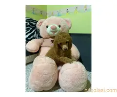 Pudla crveni stneci - 7