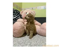 Pudla crveni stneci - 10