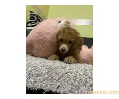 Pudla crveni stneci - 11