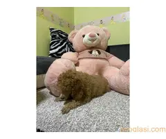 Pudla crveni stneci - 12