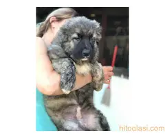 Kavkaski ovčari - 2