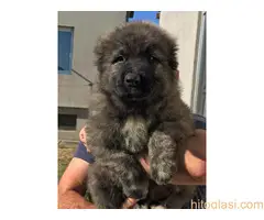 Kavkaski ovčari - 3