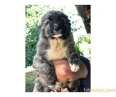 Kavkaski ovčari - 5