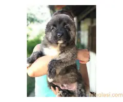 Kavkaski ovčari - 6