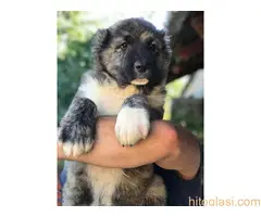 Kavkaski ovčari - 7