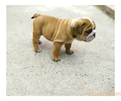 Buldog - 3
