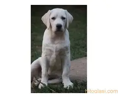 Labrador štenci