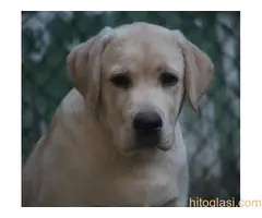 Labrador štenci - 3