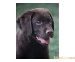 Labrador štenci - 4