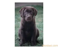 Labrador štenci - 5