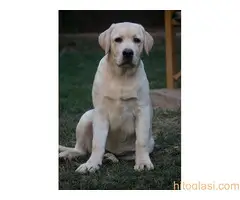 Labrador štenci - 6