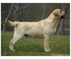 Labrador štenci - 7