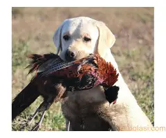 Labrador štenci - 8