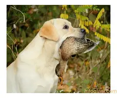 Labrador štenci - 9