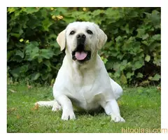 Labrador štenci - 10