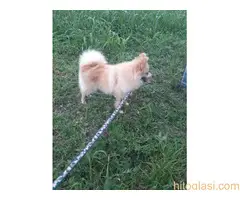 Pomeranski špic slobodan za parenje - 2