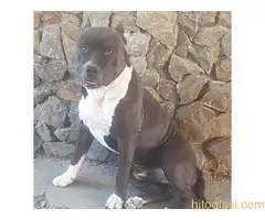 Americki Stafordski Terijer/Staford/AST - 2