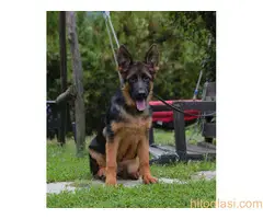 Nemački ovčar - žensko štene - 2