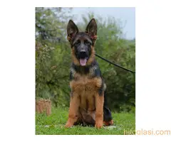 Nemački ovčar - žensko štene - 3