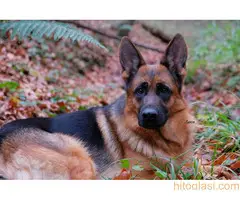 Nemački ovčar - žensko štene - 4