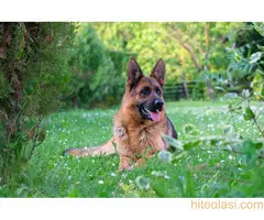 Nemački ovčar - žensko štene - 5