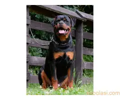 Rotvajer - muško štene - 2