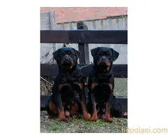 Rotvajer - muško štene - 3