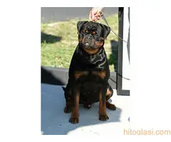 Rotvajer - muško štene - 4