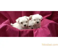 Na prodaju štenci maltezera - 2