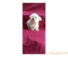 Na prodaju štenci maltezera - 3