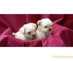 Na prodaju štenci maltezera - 5