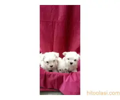 Na prodaju štenci maltezera - 6