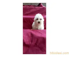 Na prodaju štenci maltezera - 7