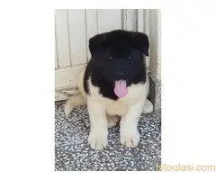 AMERICKA AKITA ŠTENCI - 2