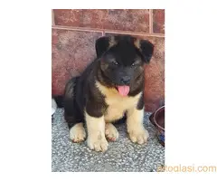 AMERICKA AKITA ŠTENCI - 3