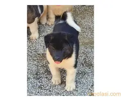 AMERICKA AKITA ŠTENCI - 4