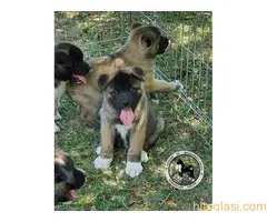 AMERICKA AKITA ŠTENCI - 5