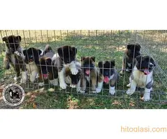 AMERICKA AKITA ŠTENCI - 6