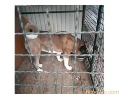 AMERICKA AKITA ŠTENCI - 8