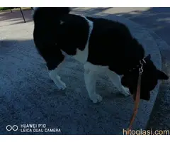 AMERICKA AKITA ŠTENCI - 9