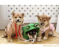 Šiba Inu , Shiba Inu štenci - 2