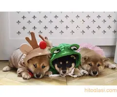 Šiba Inu , Shiba Inu štenci - 3