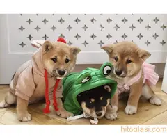 Šiba Inu , Shiba Inu štenci - 4